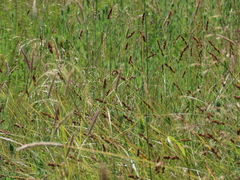 Carex densa