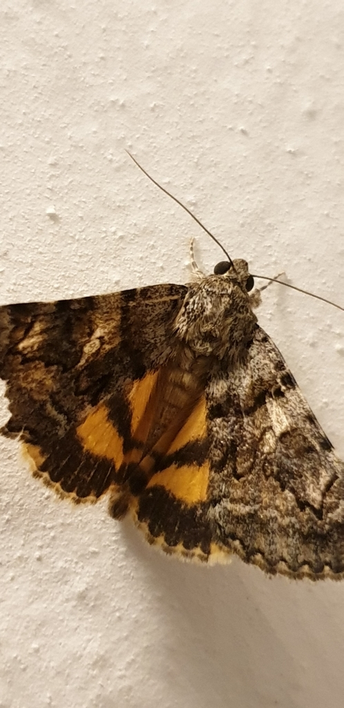 Oak Yellow Underwing