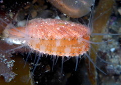 Chlamys hastata
