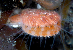 Chlamys hastata