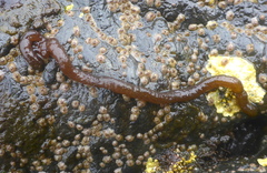 Nemalion elminthoides