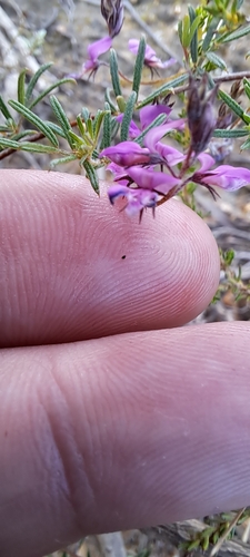 Image of Indigofera pinnata by (c) Liezl van der Merwe, some rights reserved (CC BY)