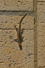 Cryptoblepharus buchananii