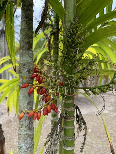 Foto de areca