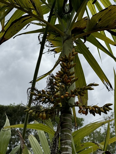 Foto de areca
