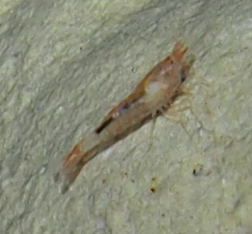 Antecaridina lauensis observed 2019-06-19