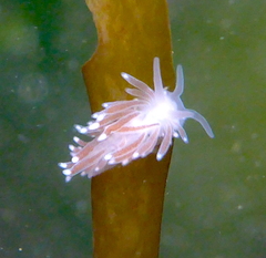 Cuthona divae