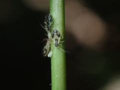 Periphyllus lyropictus