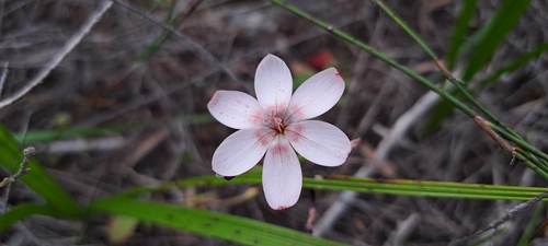 Image of Geissorhiza ovata by (c) Liezl van der Merwe, some rights reserved (CC BY)