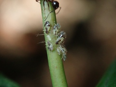 Periphyllus lyropictus