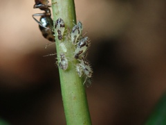 Periphyllus lyropictus