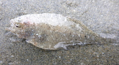 Citharichthys stigmaeus