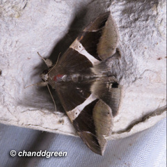 Bastilla praetermissa