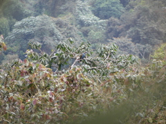 Andigena laminirostris