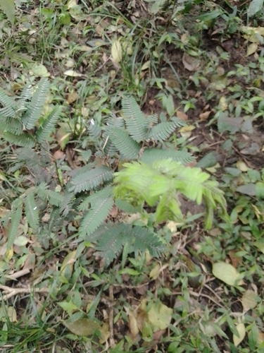 Calliandra tweediei, photograph 1