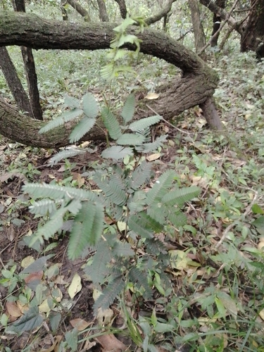 Calliandra tweediei, photograph 2