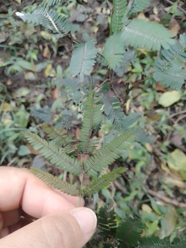 Calliandra tweediei, photograph 3