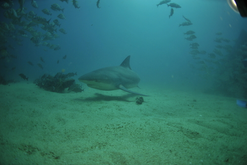 Bull Shark