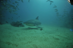 Bull Shark