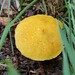 Suillus cavipes aureus - Photo (c) Ties Kemme, some rights reserved (CC BY-NC), uploaded by Ties Kemme