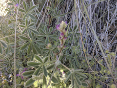 Lupinus concinnus