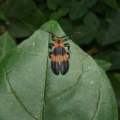 Calopteron reticulatum