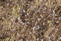 Nemacladus longiflorus