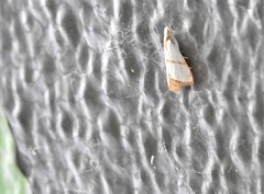 Pseudargyria interruptella