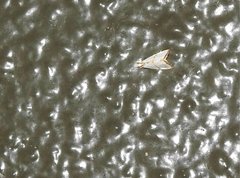 Pseudargyria interruptella