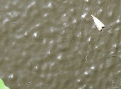 Pseudargyria interruptella