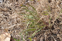 Lomatium triternatum brevifolium