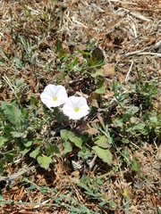 Calystegia subacaulis