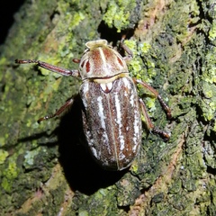 Anoxia orientalis