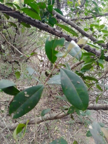 Eugenia uruguayensis (Eugenia uruguayensis)