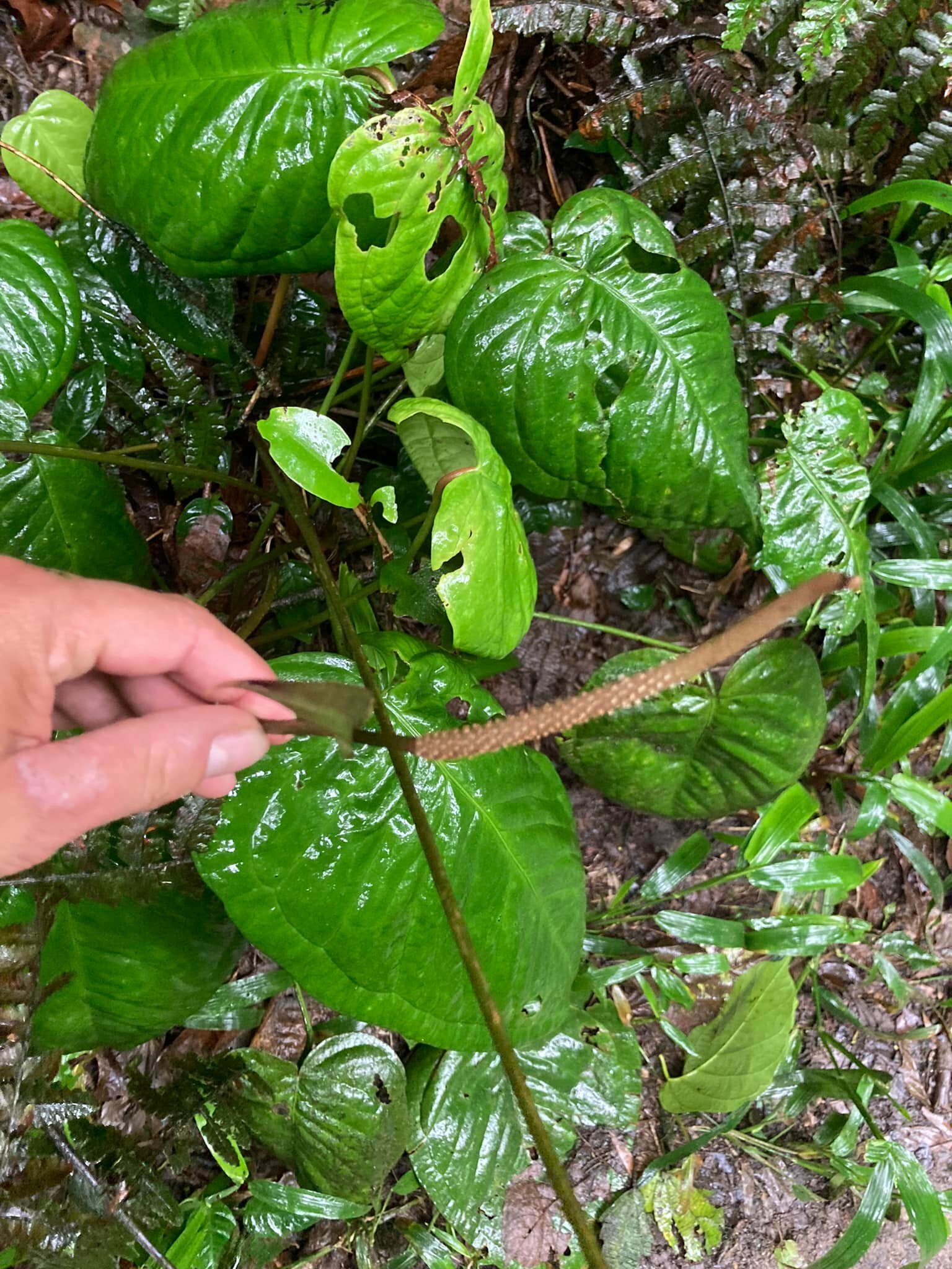 Anthurium hoehnei K.Krause