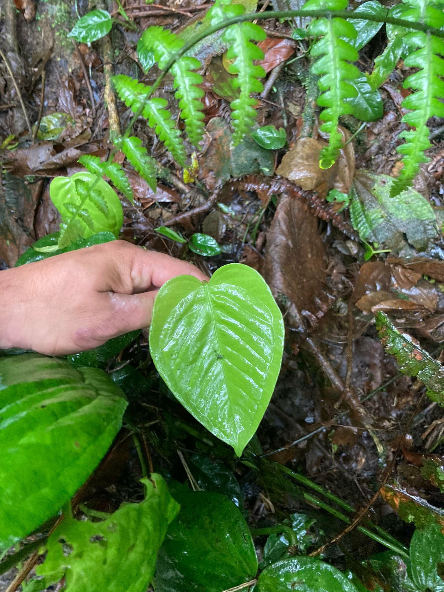 Anthurium hoehnei K.Krause 2