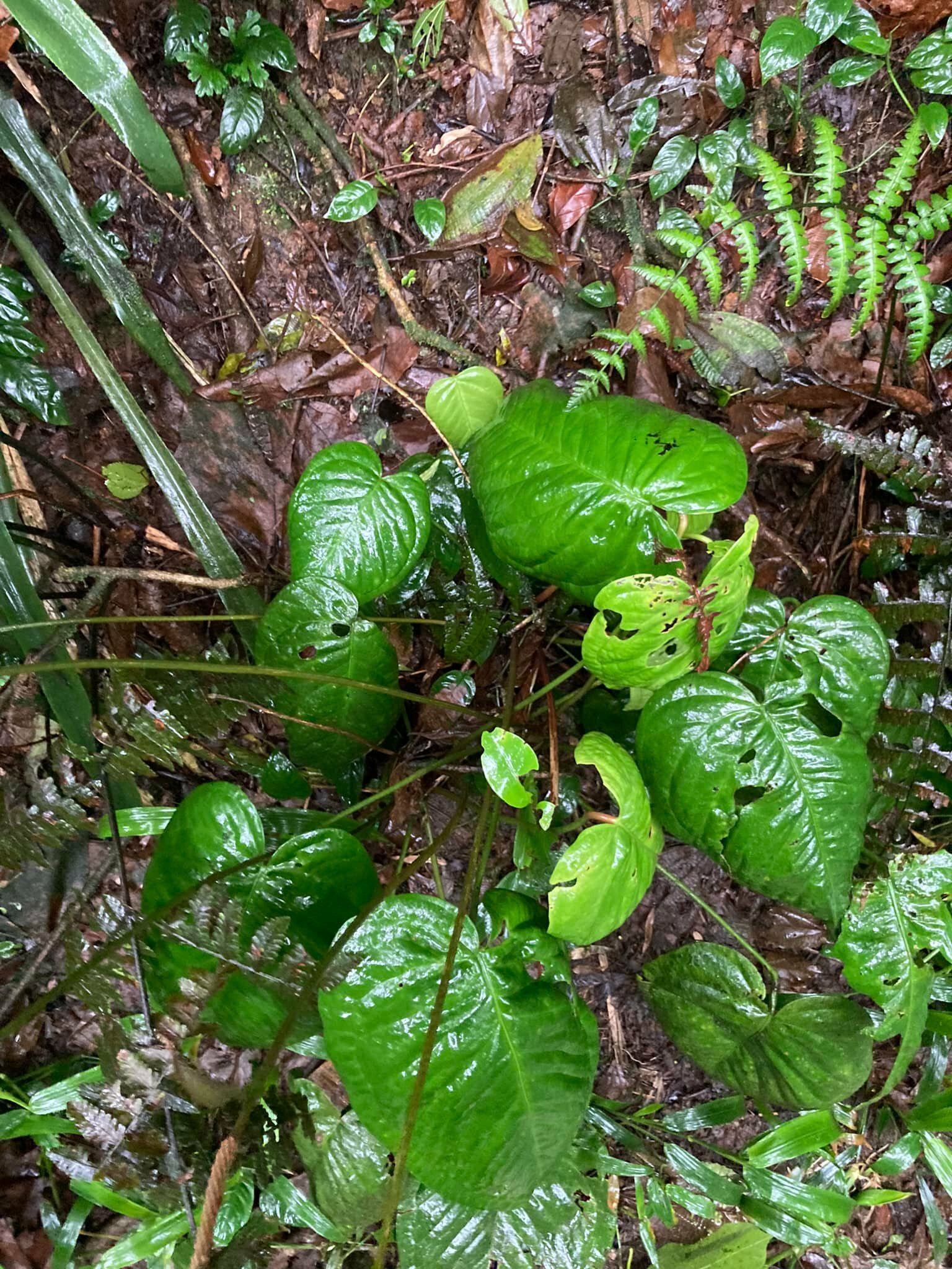 Anthurium hoehnei K.Krause 3