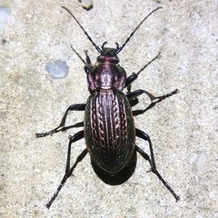 Carabus ulrichii