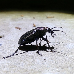 Carabus ulrichii