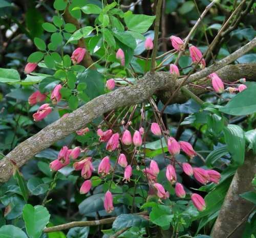 Image of Bomarea edulis by (c) Tom Riggle, some rights reserved (CC BY-SA)
