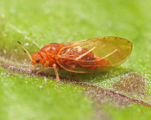 Trioza flavipennis nuotrauka