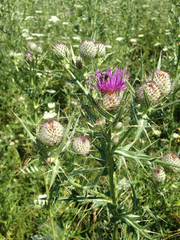 Cirsium tenoreanum