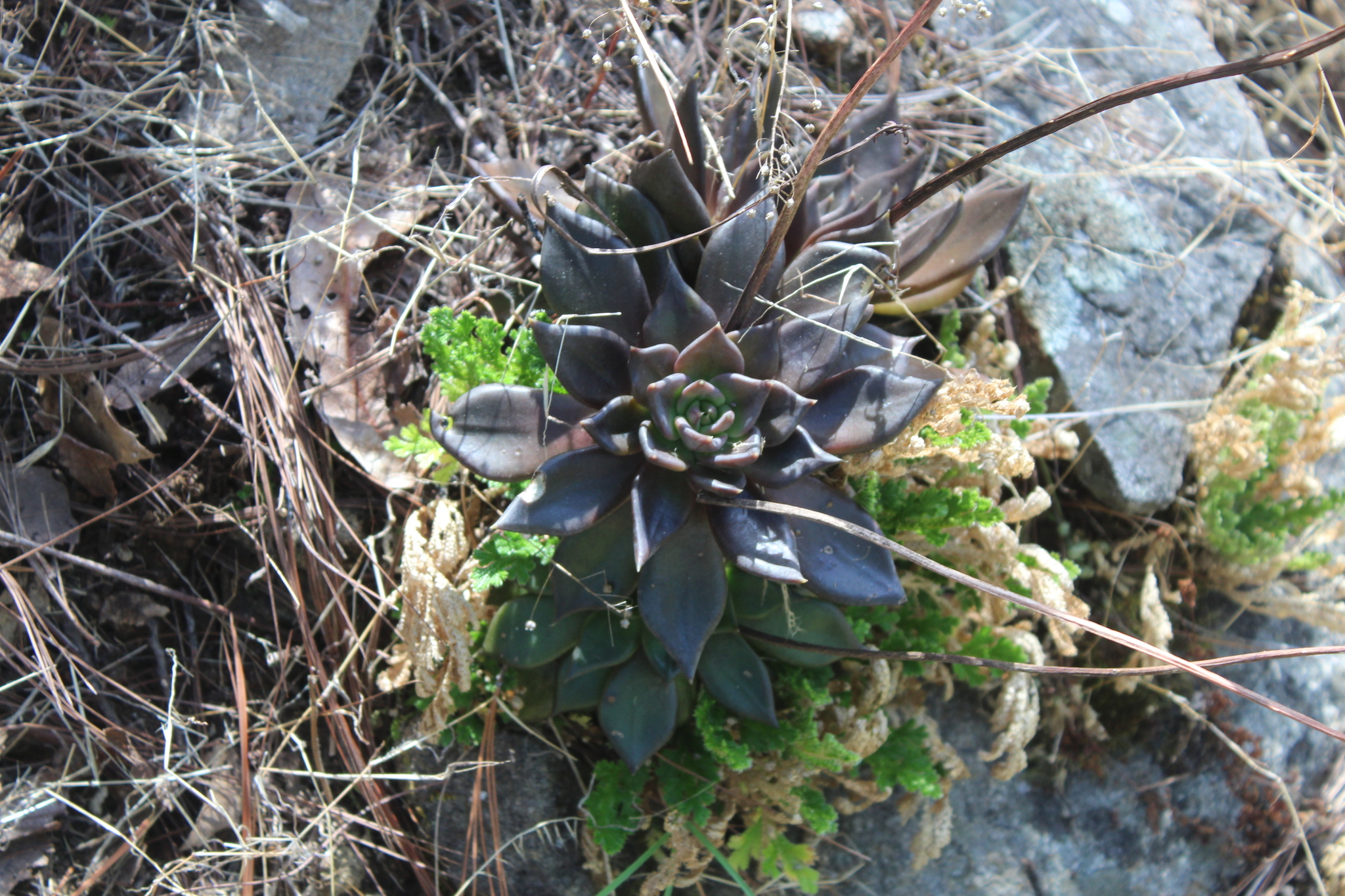 Imagem de Echeveria-preta