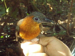 Chestnut-Breasted Wren photo 3