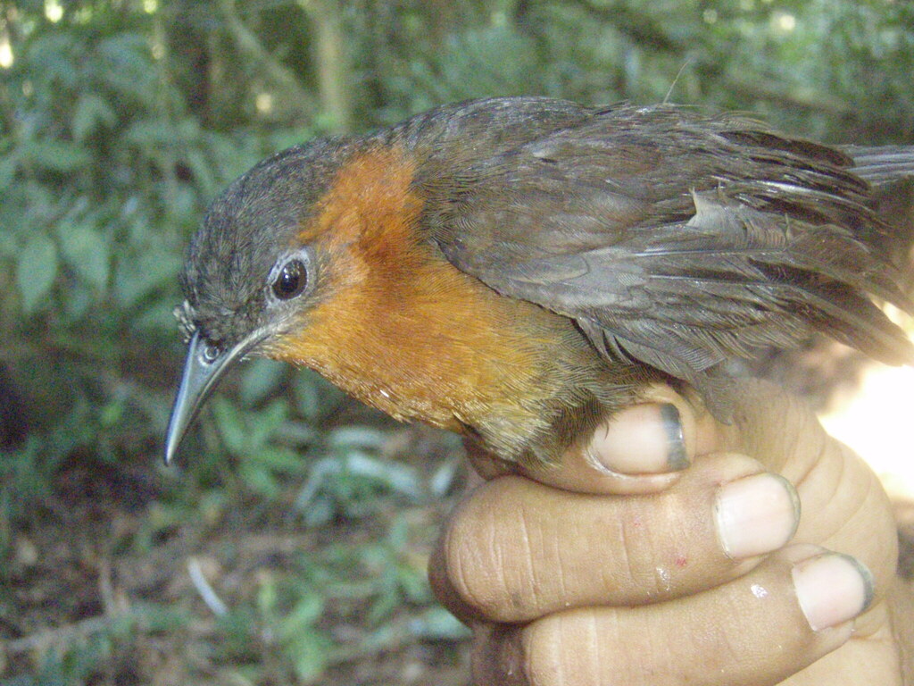 Southern Chestnut-breasted Wren photo