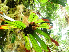 Columnea medicinalis