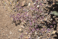 Sidotheca emarginata