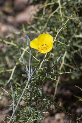 Calochortus concolor