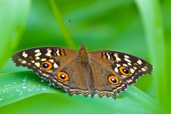 Junonia lemonias