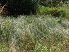 Carex pellita